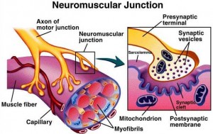 NeuromuscularJunction
