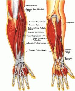 forearm