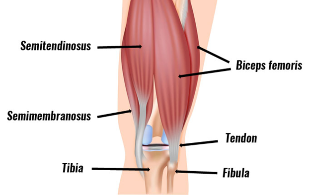 Hamstrings